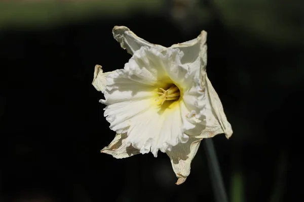 Egy Közeli Felvétel Gyönyörű Nárcisz Virágról — Stock Fotó