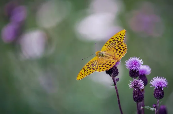 Foco Suave Una Mariposa Amarilla Con Manchas Negras Una Flor —  Fotos de Stock