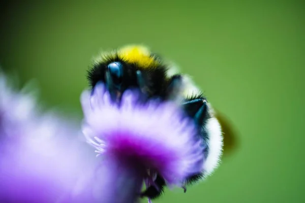 紫色花朵上的绒毛蜜蜂的软聚焦点 — 图库照片