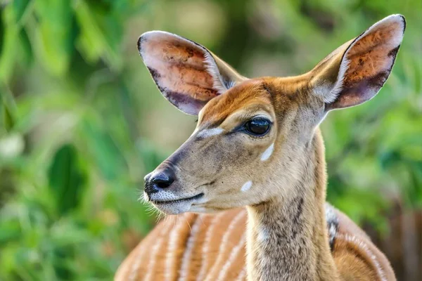 Closeup Shot Deer Greenery Background — Stock Photo, Image
