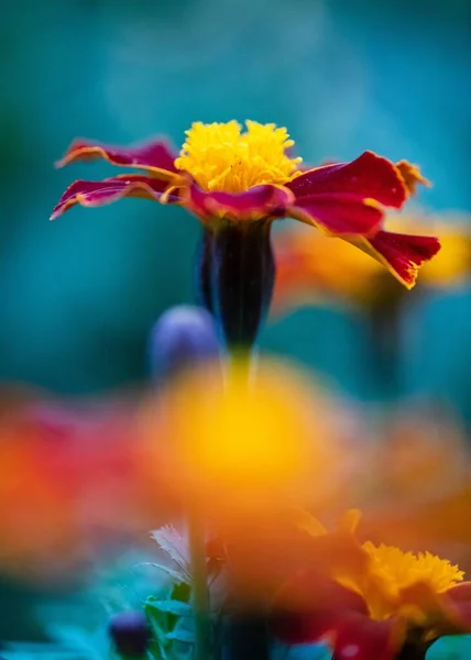 Eine Vertikale Nahaufnahme Einer Ringelblume Sonnenlicht Mit Verschwommenem Hintergrund — Stockfoto