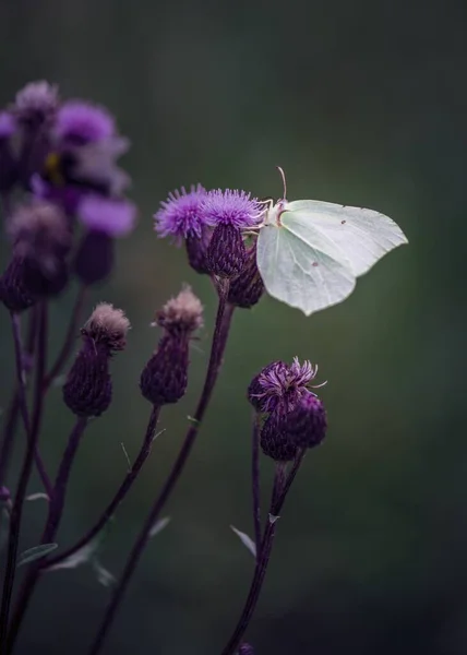 背景にぼやけた緑の紫色の花に白い蝶の柔らかい焦点 — ストック写真