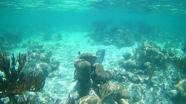 Vacker Bild Ett Undervattens Korallrev Det Klara Havsvattnet — Stockfoto