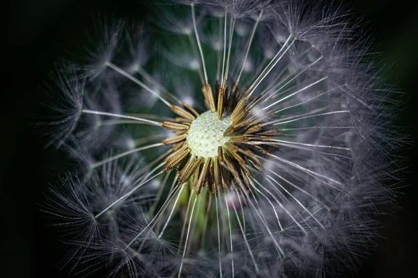 庭のタンポポの花のクローズアップショット — ストック写真