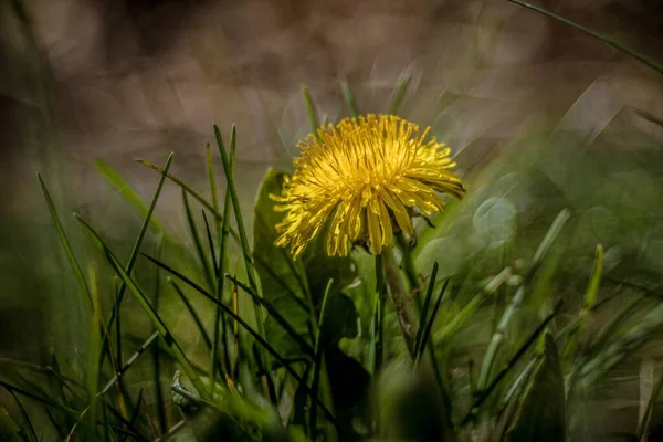 庭のタンポポの花のクローズアップショット — ストック写真