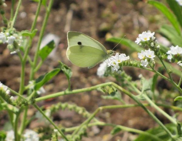 Селективный Снимок Зеленой Бабочки Сидящей Белом Цветке Капусты — стоковое фото