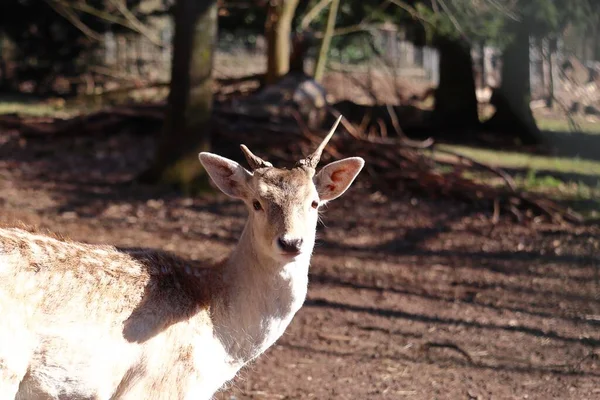 Egy Közeli Kép Egy Aranyos Fiatal Szarvasról Természetben — Stock Fotó