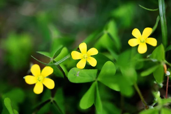 Detailní Záběr Kvetoucí Žluté Oxalis Stricta Květiny Zelení Pozadí — Stock fotografie