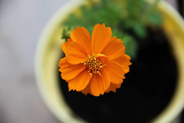 Eine Overhead Nahaufnahme Einer Blühenden Orangen Ringelblume Einem Blumentopf — Stockfoto