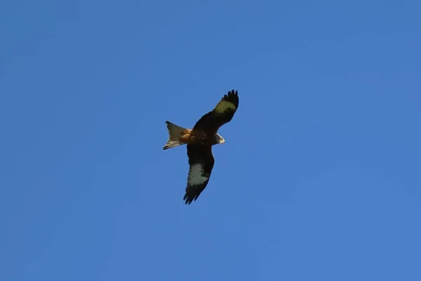 Belo Tiro Uma Águia Voando Fundo Céu Azul — Fotografia de Stock