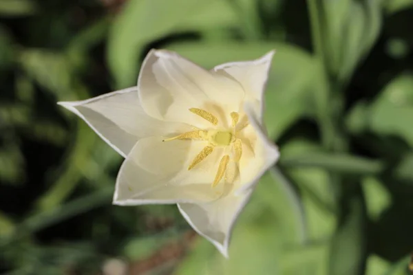 Close Uma Tulipa Branca Com Fundo Borrado — Fotografia de Stock