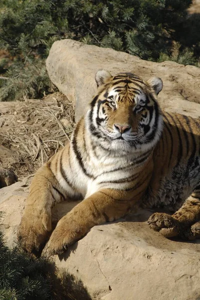 Vertical Shot Bengal Tiger Sitting Rock — Stock Photo, Image