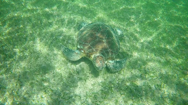 Красивая Фотография Морской Черепахи Плавающей Море — стоковое фото