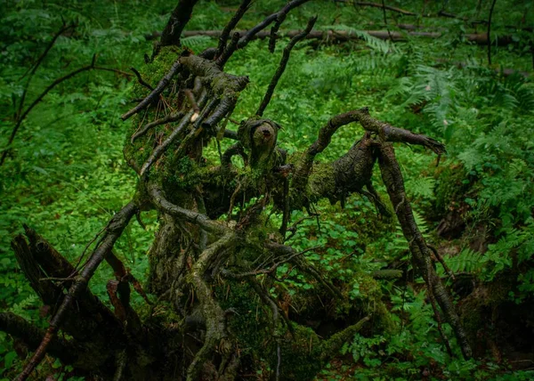 Mokre Drzewo Zielone Rośliny Lesie — Zdjęcie stockowe