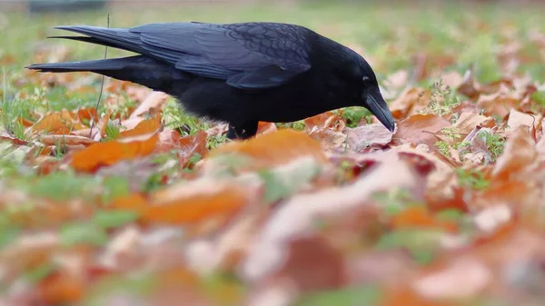 Närbild Svart Kråka Som Står Gräset — Stockfoto