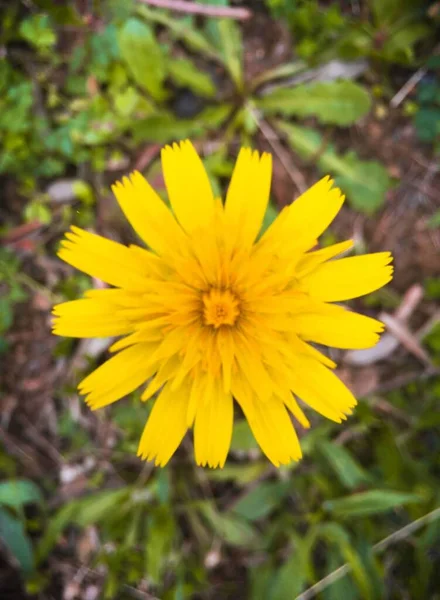 Pionowy Strzał Żółtego Tickseed Kwiatu — Zdjęcie stockowe