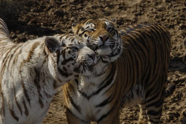 Horizontale Aufnahme Zweier Sibirischer Tiger — Stockfoto