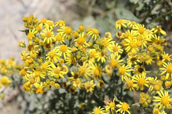 Yellow Euryops Pectinatus Flowers Garden — Stock Photo, Image