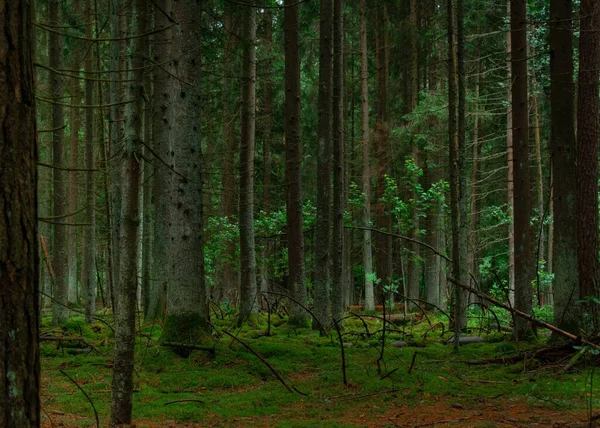 Tall Trees Forest Daytime — Stock Photo, Image