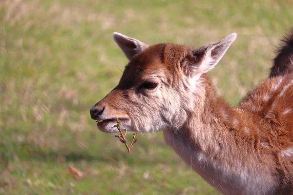 Een Close Shot Van Een Schattig Jong Hert Eten Natuur — Stockfoto