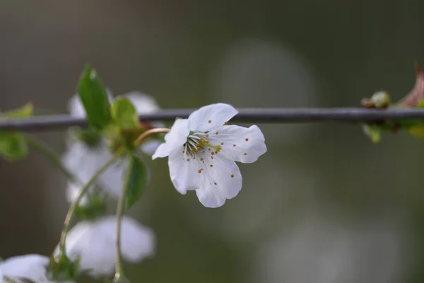 Gros Plan Une Belle Fleur Blanche Poussant Sur Une Branche — Photo