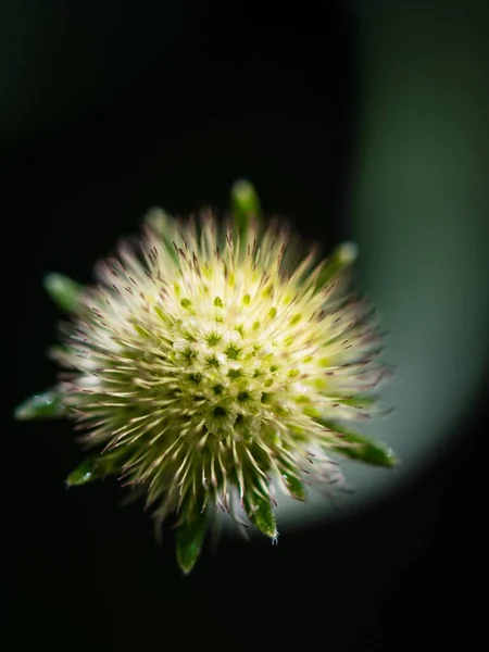 Dipsacus Pilosus Dikey Yüksek Açılı Görüntüsü Bulanık Arkaplan Güneş Işığı — Stok fotoğraf