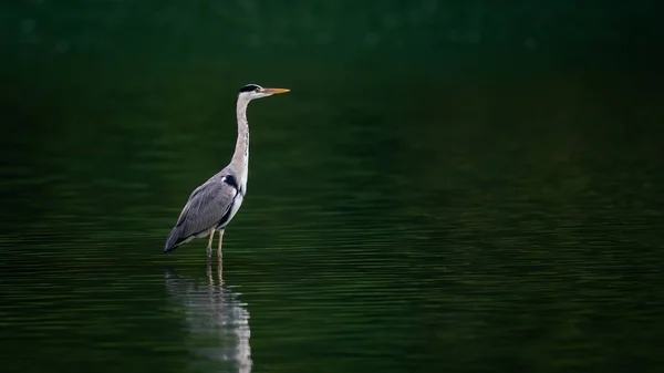 Eine Nahaufnahme Eines Ardea Herodias Vogels Der See Steht Perfekt — Stockfoto