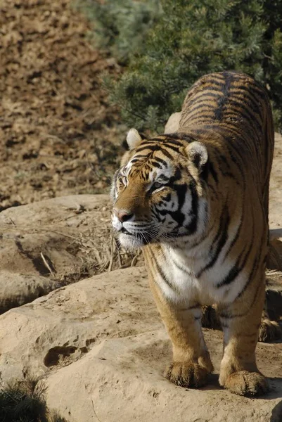 Вертикальний Постріл Бенгальського Тигра Стоїть Скелі — стокове фото