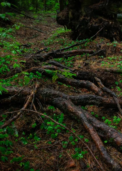 Вертикальний Знімок Вологих Рослин Коріння Дерев Лісі — стокове фото