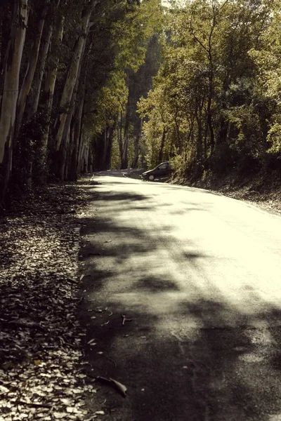 秋には黄金の葉や木々に囲まれた道路の美しい垂直画像 — ストック写真