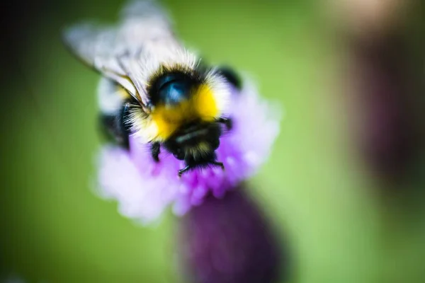 Egy Bolyhos Méh Lágy Fókusza Egy Lila Virágra — Stock Fotó