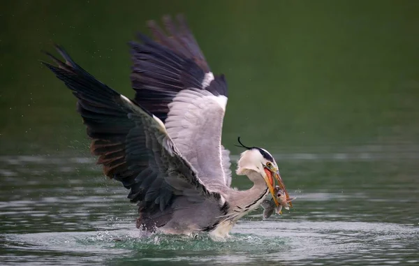 湖の上のArdea Herodias鳥釣りのクローズアップショット 背景に最適です — ストック写真