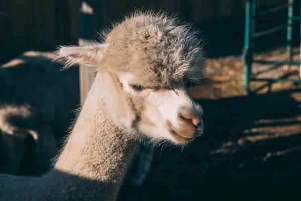 Egy Közeli Kép Egy Cuki Fehér Láma Fejéről — Stock Fotó