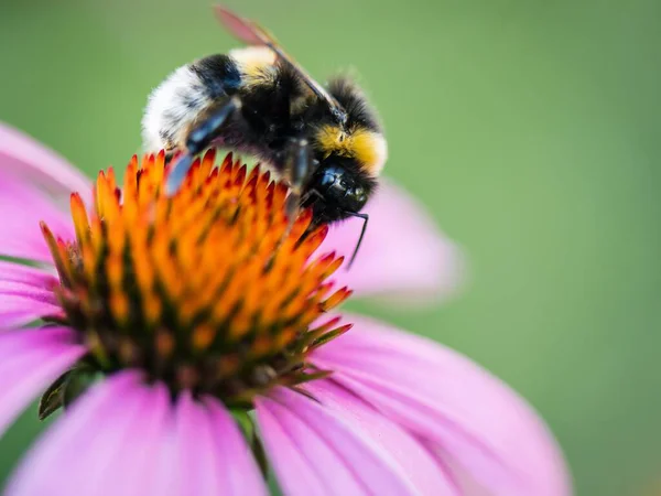 Närbild Ett Koneflower Solljuset Suddig Bakgrund — Stockfoto