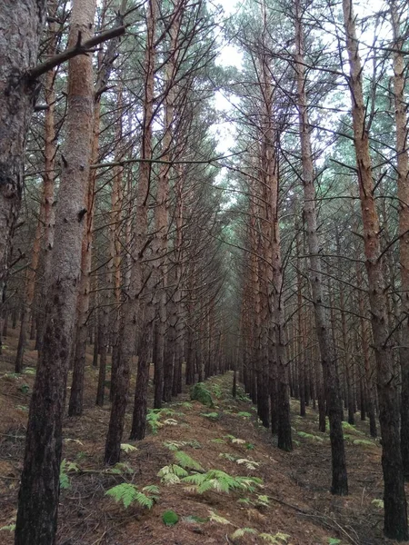 Eine Schöne Aufnahme Der Hohen Bäume Mit Kahlen Ästen Wald — Stockfoto