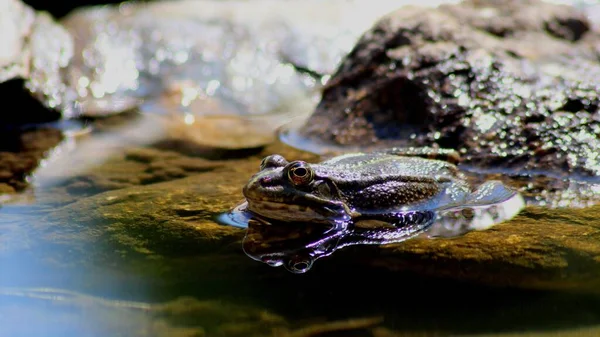 Nahaufnahme Eines Frosches Teich Der Nähe Der Steine — Stockfoto
