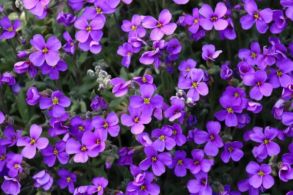 Zbliżenie Ujęcie Niesamowite Aubrieta Purpurowe Kwiaty — Zdjęcie stockowe