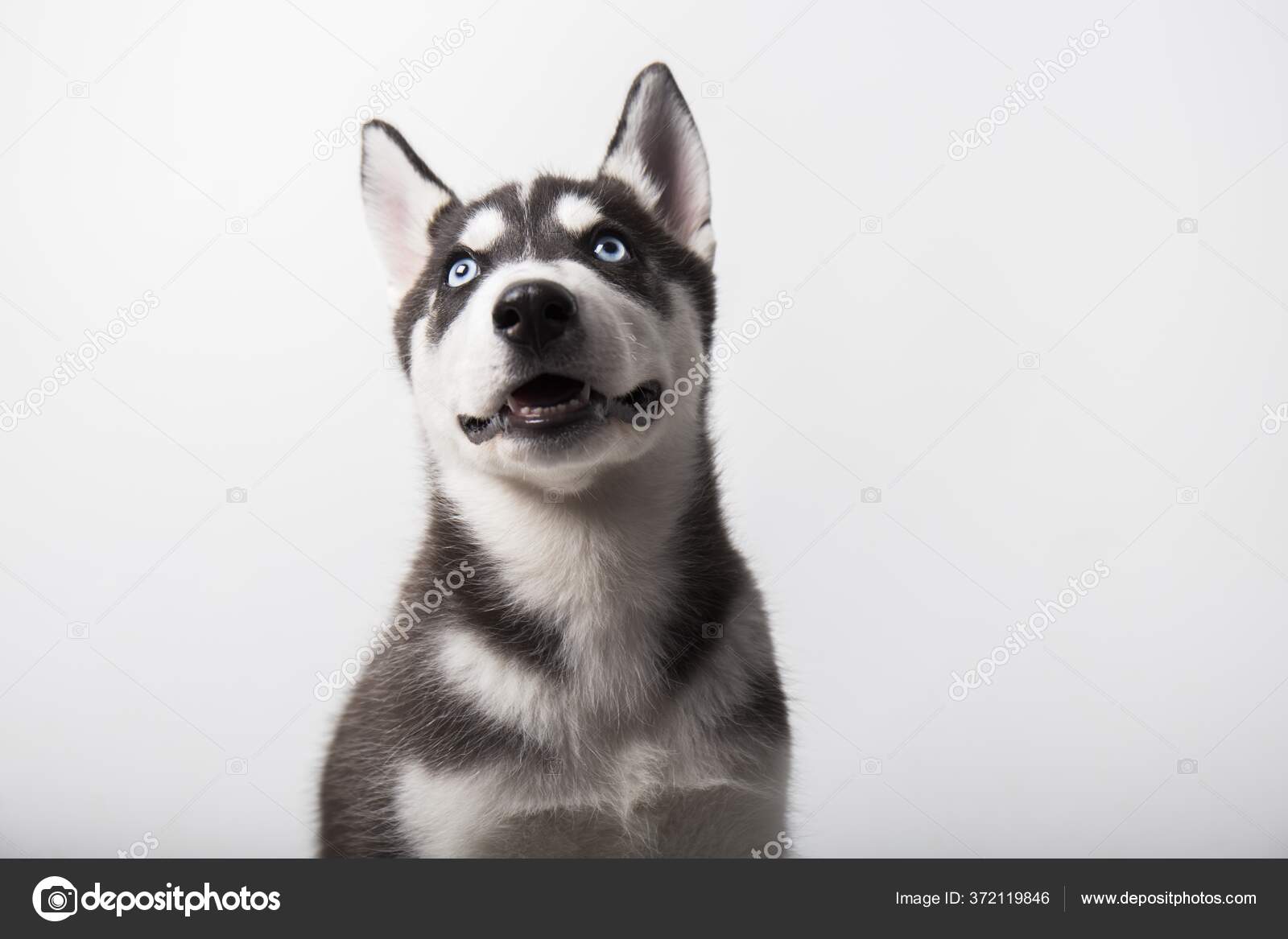 Cane Husky Cucciolo Bianco Nero Con Occhi Azzurri Ritratto Seduta — Foto  stock di © Wirestock #372119846, image size:1600x1167