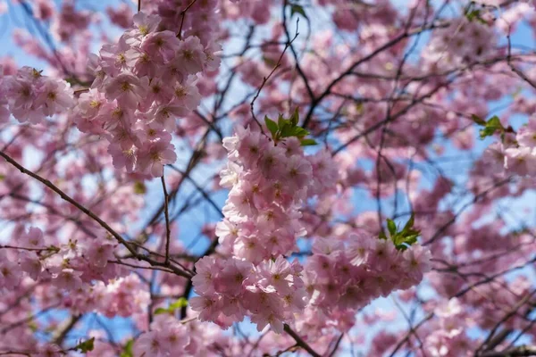 Вибірковий Фокус Зображення Красивих Квітів Вишневого Цвіту Дереві Вдень — стокове фото