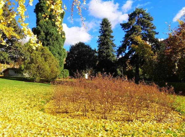 Die Schönen Bäume Mit Gelben Blättern Herbst Madrid Spanien — Stockfoto