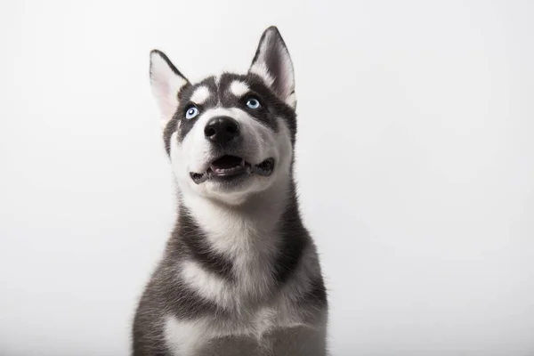 Husky Dog Cachorro Preto Branco Com Olhos Azuis Retrato Sessão — Fotografia de Stock