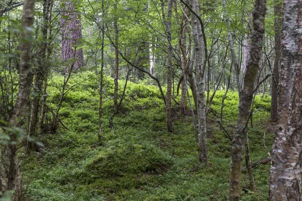 Interiören Skotsk Skog Med Riklig Grön Vegetation Och Träd Våren — Stockfoto