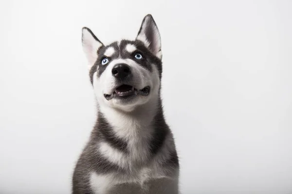 Perro Husky Siberiano Blanco Y Negro Con Ojos Azules Images Libres De Droit Photos De Perro Husky Siberiano Blanco Y Negro Con Ojos Azules Page 6 Depositphotos