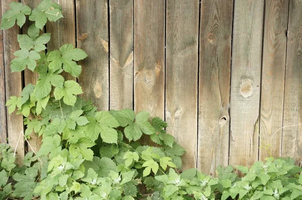 Зеленая Виноградная Лоза Деревянном Заборе — стоковое фото