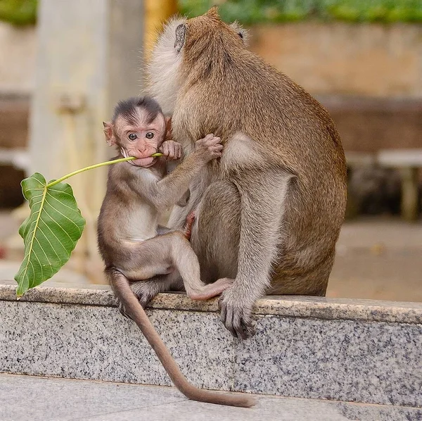 Gros Plan Singe Adulte Singe Juvénile Avec Une Feuille — Photo