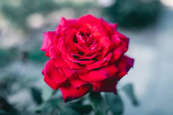 一张漂亮的红玫瑰花的特写照片 — 图库照片