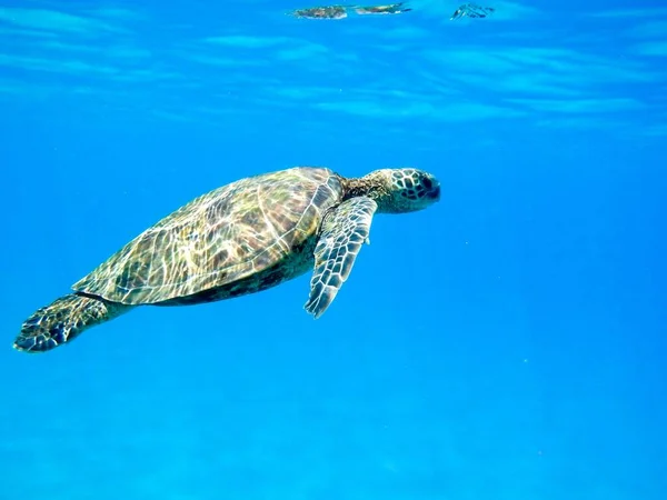 Primer Plano Una Tortuga Verde Nadando Bajo Agua Bajo Las — Foto de Stock