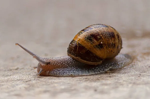 Closeup Shot Swiss Snail Blurred Background — Stock Photo, Image