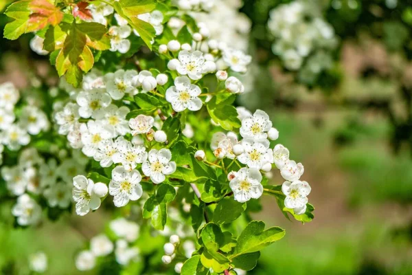 Beau Paysage Fleurs Cerisier Blanc Dans Champ Pendant Journée — Photo