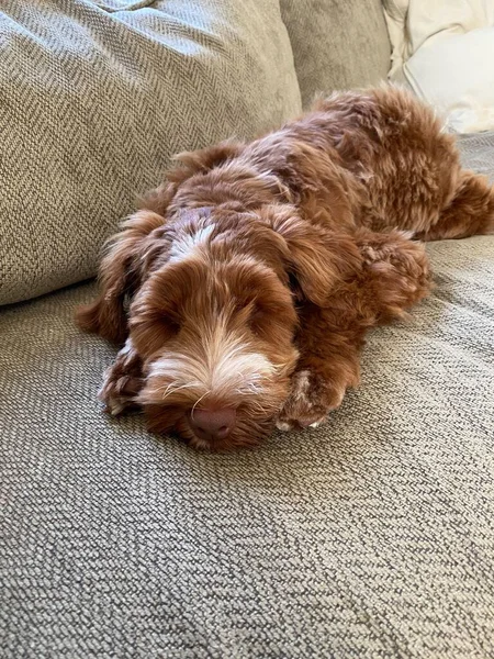 Disparo Vertical Cachorro Etiquetas Oro Lindo Durmiendo Sofá —  Fotos de Stock